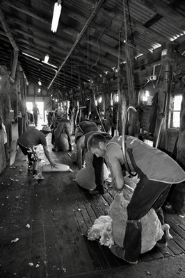 Steam Plains Shearing 022670  © Claire Parks Photography 